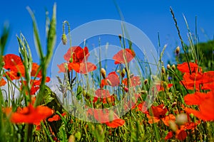 Poppies in the field