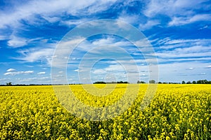 Field in Brandenburg, Germany