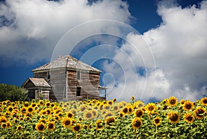 Field of bright blooming sunflowers by an old wood house.