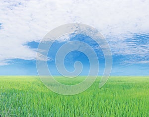 Field and bright blue sky