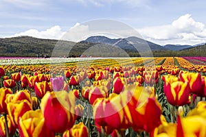 Field of bright colorful tulips with mountains in background.