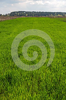 Field with bright green fresh lush grass against the background of the forest and other fields. Vertical orientation.