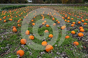 A field of bright orange pumpkins ready for hallowen picking