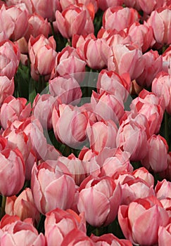 Field of bright pink tulips at Goztepe Park in Istanbul, Turkey photo