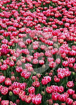 Field of bright pink with white tulips in full bloom in Goztepe Park in Istanbul, Turkey photo