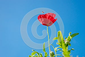 Field of bright red corn poppy flower