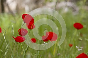 Field of bright red corn poppy flowers