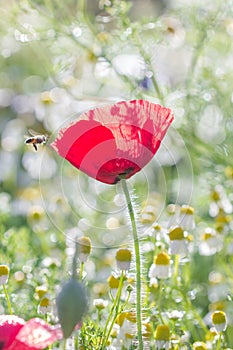 Field of bright red corn poppy flowers