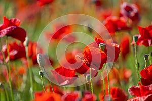 Field of bright red corn poppy flowers in summer