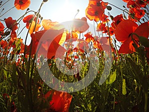 Field of bright red corn poppy flowers in summer