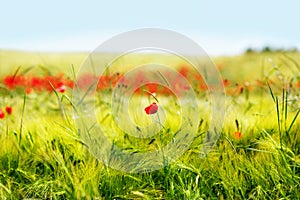 Field of bright red corn poppy flowers in summer