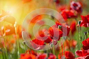 Field of bright red corn poppy flowers in summer