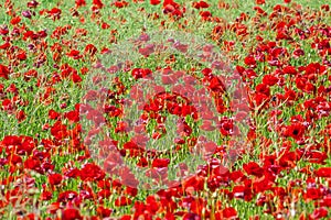 Field of bright red corn poppy flowers in summer