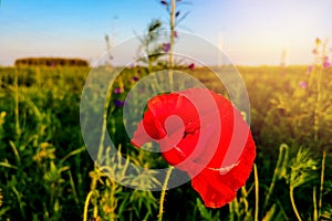 Field of bright red corn poppy flowers in summer