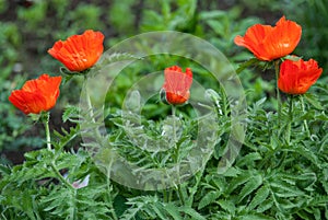 Field of bright red corn poppy flowers in summer