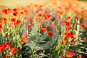 Field of bright red corn poppy flowers in summer. Selective focus.