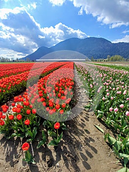 Field of bright red and pink tulips in bloom in spring with blue mountains in background.