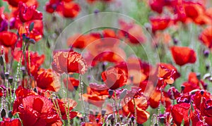 Field of bright red poppies