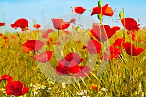 Field of bright red poppy flowers in spring