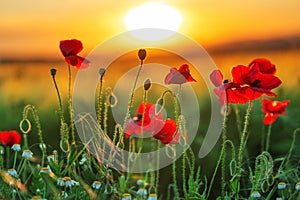 Field of bright red poppy flowers in summer