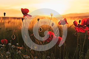 Field of bright red poppy flowers in summer