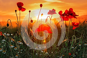 Field of bright red poppy flowers. Summer sunset outdoor