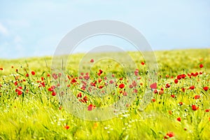 Field of bright red poppy flowers in summer