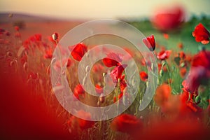 Field of bright red poppy flowers in summer