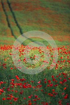 Field of bright red poppy flowers in the sunny summer day