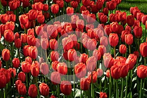 Field of bright red tulips in Holland