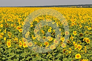 Field of bright sunflowers. Agricultural landscape of Ukraine countryside