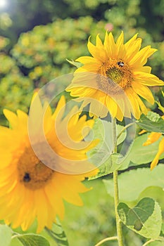 Field of bright sunflowers in summer in August in Moscow in Kolomenskoye, bumblebee collects pollen