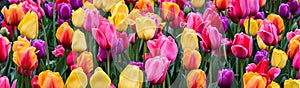 Field of bright tulips in pink, yellow, orange, purple, and red as a vibrant nature background