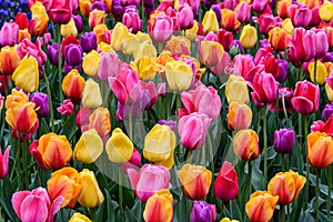 Field of bright tulips in pink, yellow, orange, purple, and red as a vibrant nature background photo