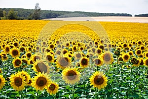 A field with bright yellow blooming sunflowers and hills with fields of wheat against a blue sky