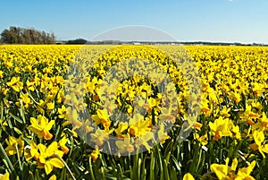 Field of bright yellow daffodils
