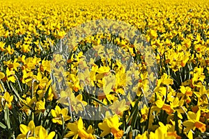 Field of bright yellow daffodils