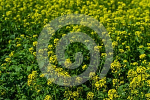 Field with bright yellow mustard flowers with green leaves and stems. Cruciferous plants. Sunny