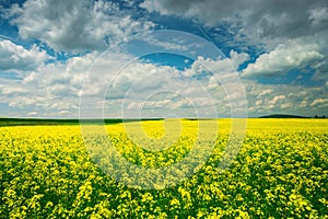 Field of bright yellow rapeseed in spring