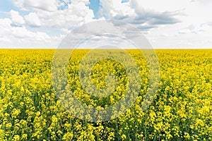 Field of bright yellow rapeseed in spring