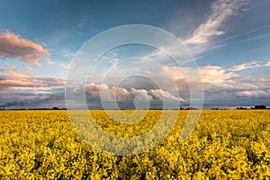 Field of bright yellow rapeseed in spring.