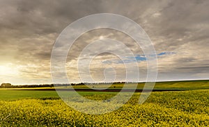 Field of bright yellow rapeseed in spring. Rapeseed oil seed rape.