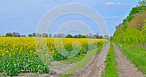 Field of bright yellow rapeseed in summer.