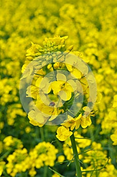 Field of bright yellow rapeseed in summer.