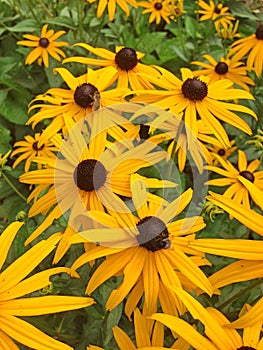 a field of bright yellow Rudbeckia Fulgida cone flowers