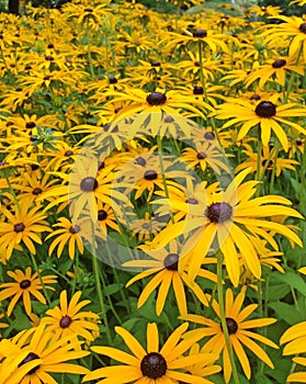 A field of bright yellow Rudbeckia Fulgida cone flowers