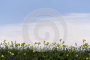 A field of bright yellow sour sob flowers against a light blue winter sky.