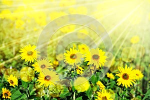 Field of bright yellow sunflowers