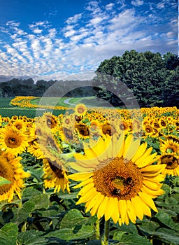 Field of bright yellow sunflowers on sunny day