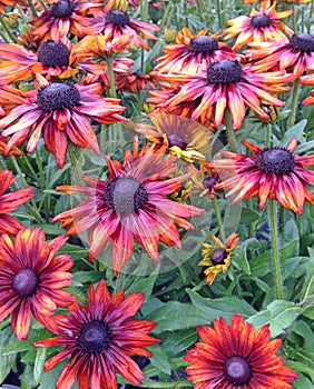 A field of bronze colored Rudbeckia cone flowers